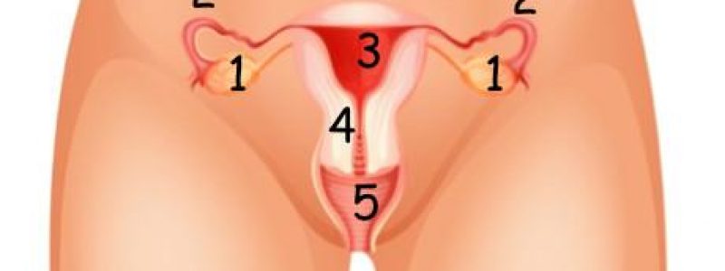 Dibujo de los genitales femeninos